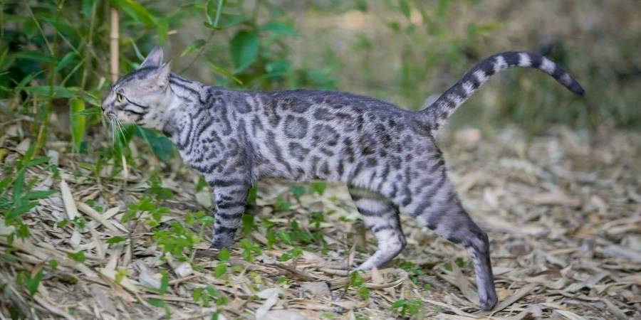 LeopardLaneCats in Boothwyn bengal kittens breeder