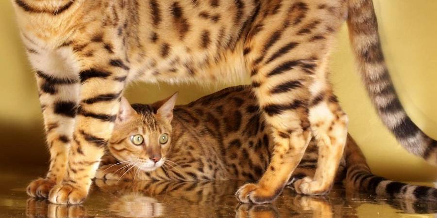 Cattery One in a Million in Graauw bengal kittens breeder