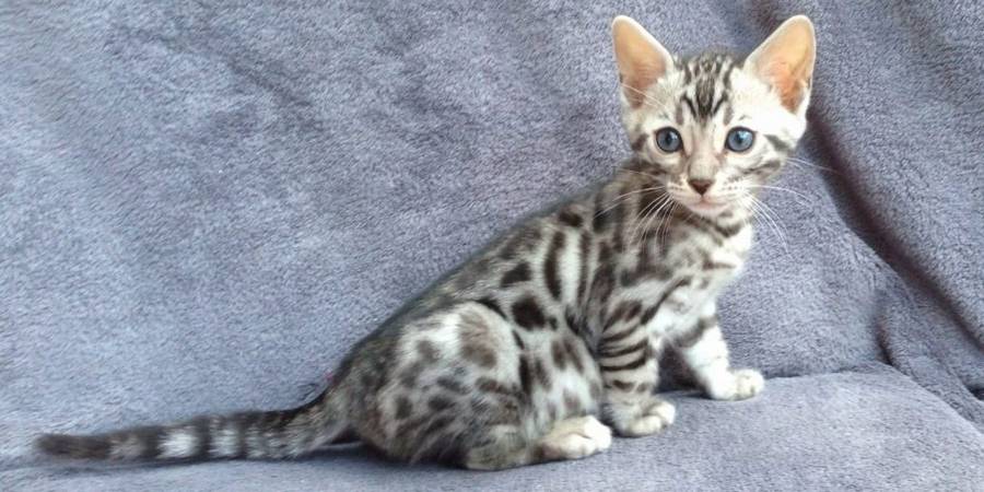 Abita Bengals in Mandeville, LA bengal cats breeder