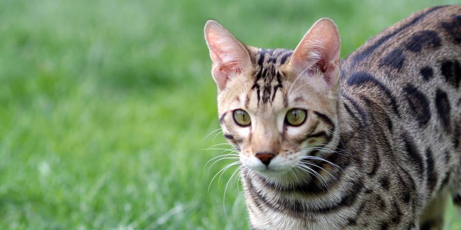 Belrouge Bengals Is Local Bengal Cat Breeder In Atlanta. Bring Home A ...