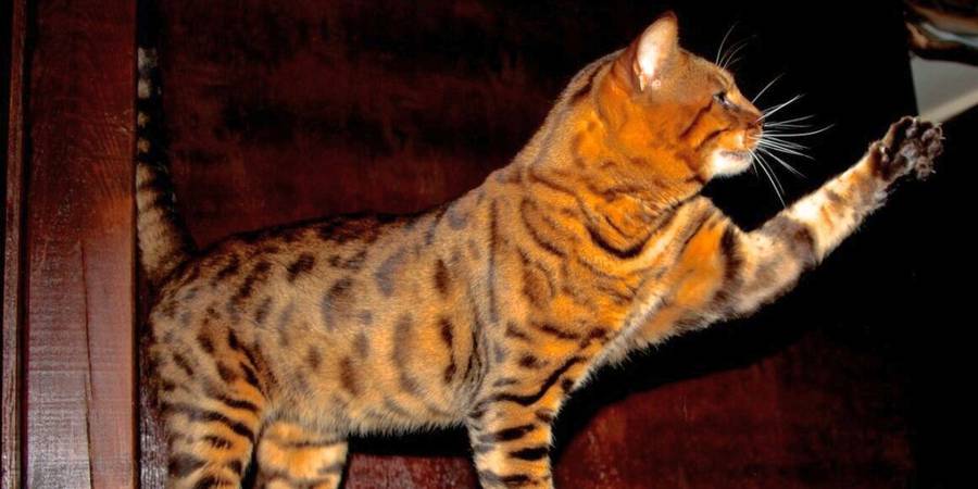 Wild Tales in Dayton bengal kittens breeder