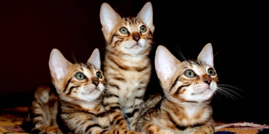 Lauer's Meowers in Oklahoma City bengal cats breeder