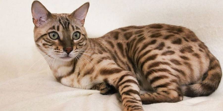 Mandys Bengals in Vaughan bengal cats cattery