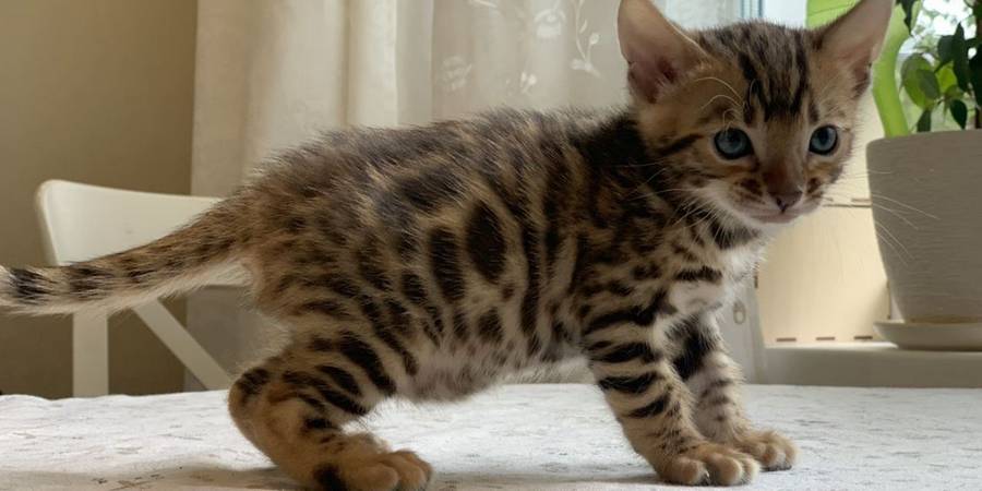 Bamboo Bengals in Holmes NY bengal kittens breeder