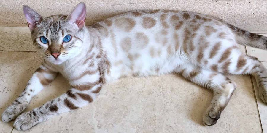 Cazpurr Bengal in Sun City bengal kittens cattery