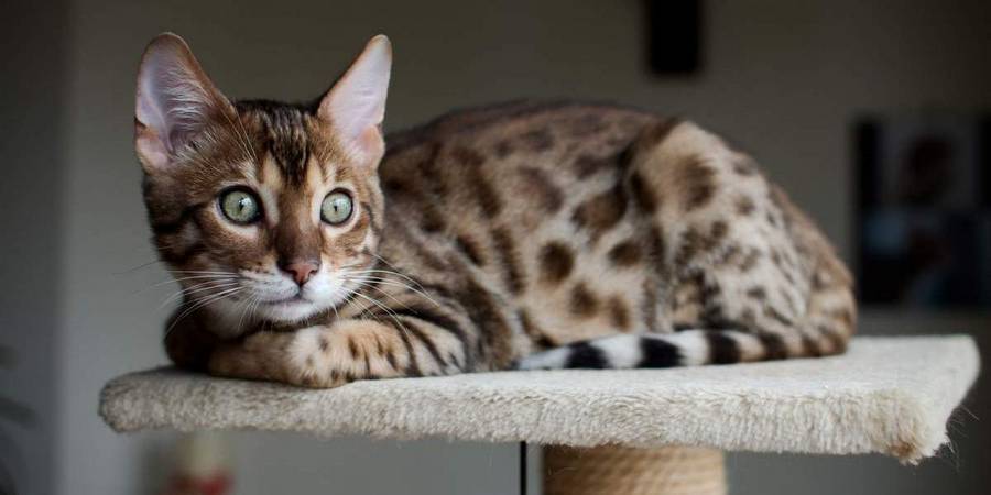Tough and Mighty Bengals in Spanaway bengal kittens breeder