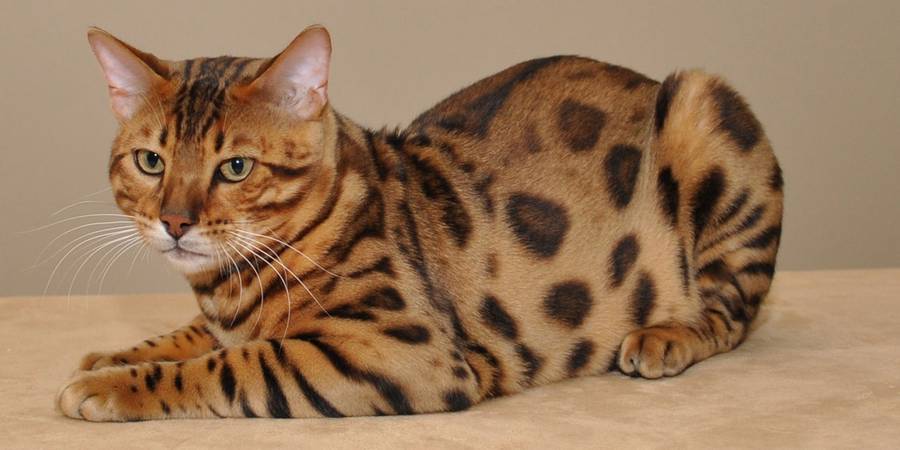 Urban exotics in Rosemead bengal cats cattery