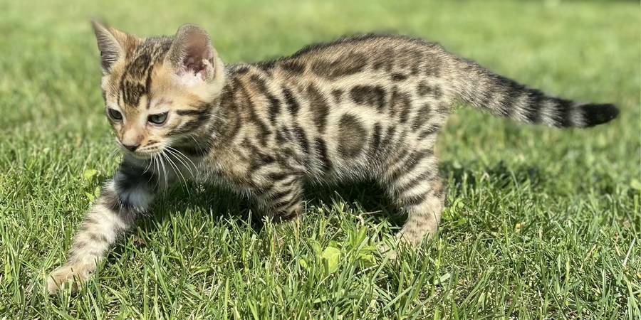 Purrfectdreams in Joliet bengal kittens cattery