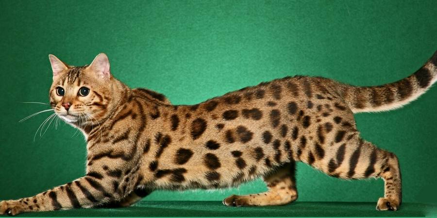 Liberty Bengals in Prince George bengal cats breeder