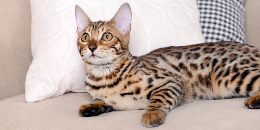 Midwestrosettes in McPherson bengal cats breeder
