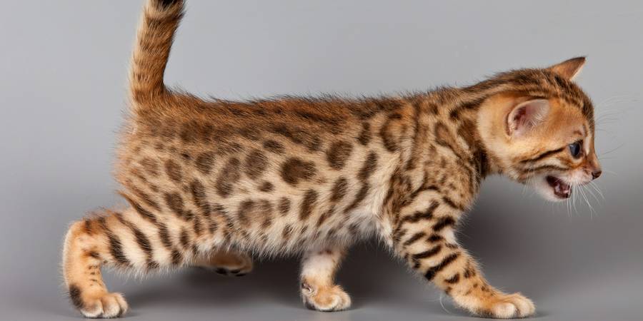 Destiny Bengals in Jupiter bengal cats breeder