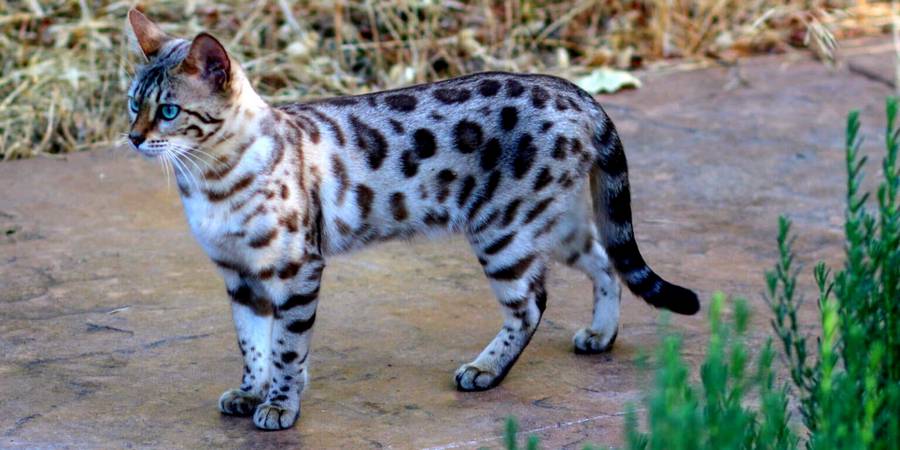 Lap Leopard Bengals in New London bengal cats breeder
