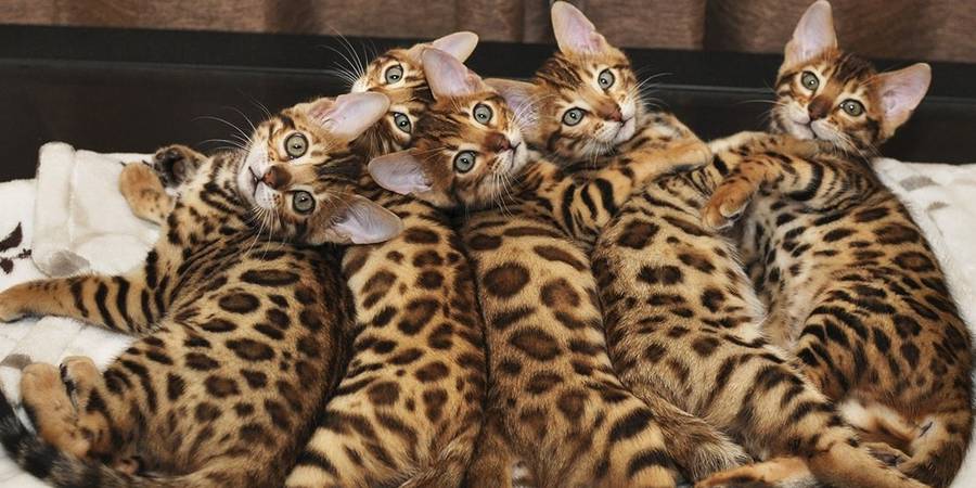 Silky Bengals in Erftstadt bengal kittens cattery