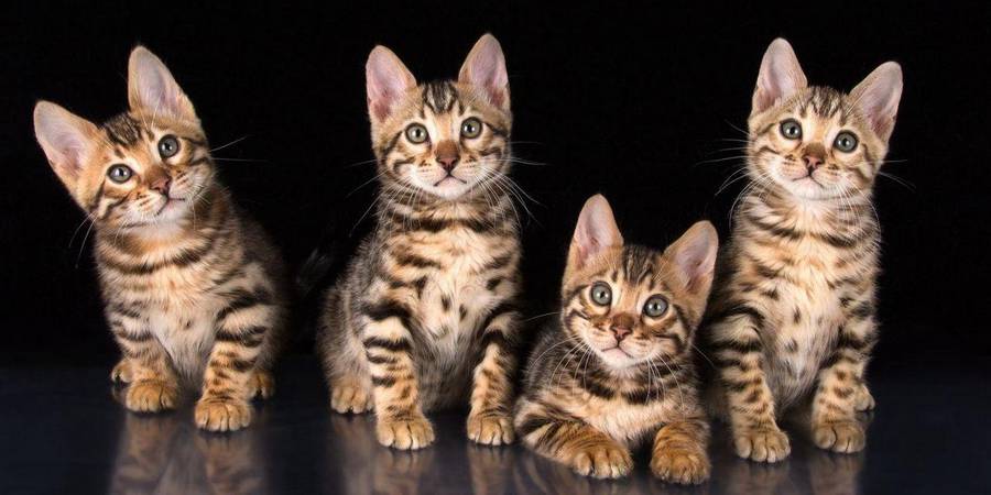 bengal cats for sale