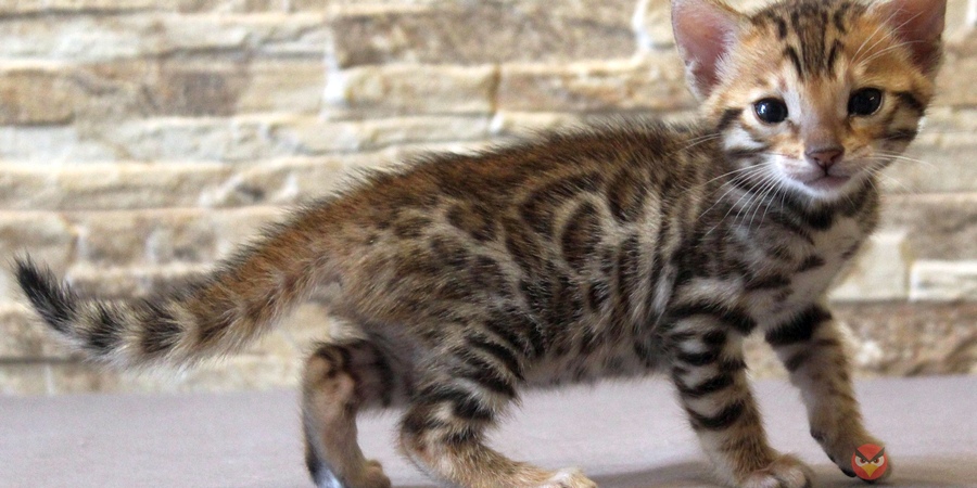 longhair Bengal cat