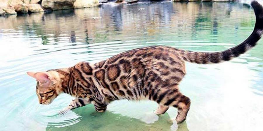 bengal and water