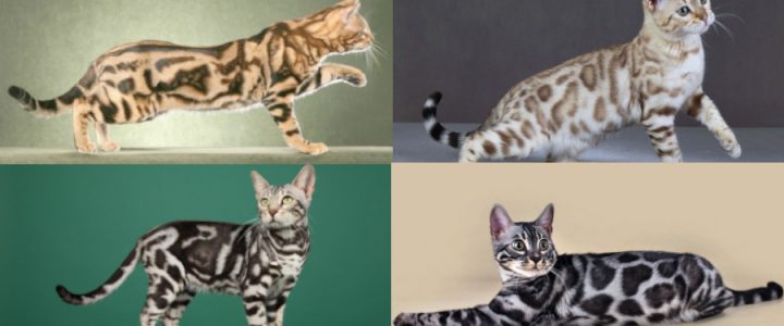 All Colors and Patterns of Bengal Cats Bengal colors and patterns