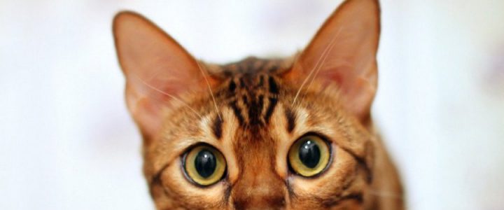 bengal cat ears